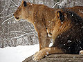 African Lion Panthera leo Snow Pittsburgh 2816px adjusted.jpg