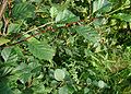 Alnus-viridis-leaves.JPG