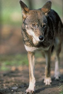 Un loup à reflets roux vu de face