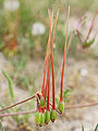 Erodium ciconium (fruits).jpg