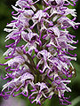 Orchis simia (flowers).jpg