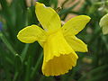 'Little Gem' Nacissus.jpg