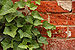 English Ivy Hedera helix Red Brick Wall Closeup 3008px.jpg