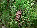 Pinus contorta 28289.JPG