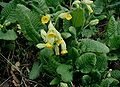 Primula-veris.JPG