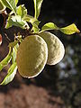Prunus dulcis fruit (Ab plant 67).jpg
