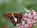 Silver-spotted Skipper Epargyreus clarus Milkweed.jpg