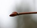 Tilia-europaea-bud.JPG