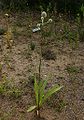 Eryngium-agavifolium.JPG