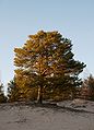 Pinus sylvestris in Yyteri.jpg