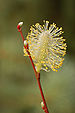 Pussy Willow Stem 2000px.jpg