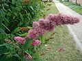 Spiraea-salicifolia.JPG