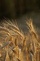 Triticum polonicum L 4.JPG