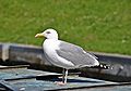 19 Möwe in Greetsiel.jpg