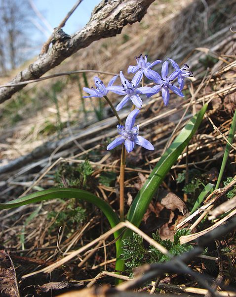 Fichier:Scilla bifolia 070406.jpg