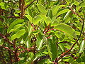 Arbutus andrachne leaves (Ab plant 101).jpg