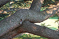 Atlas Cedar Cedrus atlantic Branch 3008px.jpg