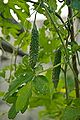 Taiwan 2009 Tainan City Organic Farm Bitter Gourd FRD 7956.jpg