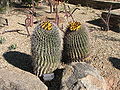 Fishhook Barrel Cactus.jpg