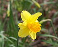 Narcissus pseudonarcissus flower – front.jpg