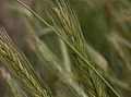 Triticum-durum-ear.JPG