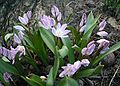 Chionodoxa-luciliae-close.JPG