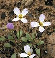 Malcolmia crenulata.jpg