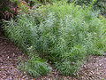 Blue Star Amsonia hubrichtii Plant 3264px.JPG
