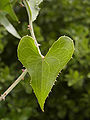 Smilax aspera (leaf).jpg