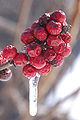 American Winterberry Ilex verticillata 'Winter Red' Frozen Closeup 2000px.jpg
