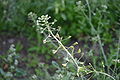Capsella-bursa-pastoris-flowers.JPG
