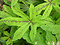 Foam Flower Tiarella cordifolia 'Oak Leaf' Leaves 3264px.jpg