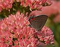 Gray Hairstreak Strymon melinus Ventral Wing 1609px.jpg