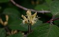 Lonicera-xylosteum-flower.JPG