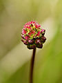 Sanguisorba minor (female flowers).jpg
