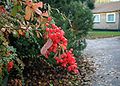 Berberis-aggregata.JPG