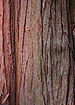 Sawara Falsecypress Chamaecyparis pisifera Bark 2000px.jpg