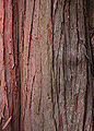 Sawara Falsecypress Chamaecyparis pisifera Bark 2000px.jpg
