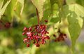 Acer-palmatum-flowers.JPG