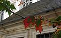 Acer-rubrum-autumn.JPG
