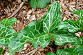 Cuckoo Pint Arum italicum Leaf 3264px.JPG
