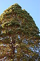 Giant Sequoia Sequoiadendron giganteum Top Closeup 2000px.jpg