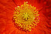 Iceland Poppy Papaver nudicaule 'Champagne Bubbles' Orange Center.jpg