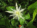 Passiflora capsularis flower.jpg