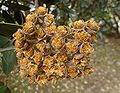 Pohutukawa seeds, ready for release.jpg