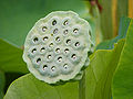 Nelumbo Nucifera fruit - botanic garden Adelaide.jpg