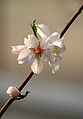 Prunus dulcis LC0009.jpg
