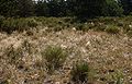 Stipa-pennata-habitat.JPG