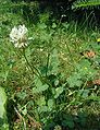 Trifolium-repens-total.JPG
