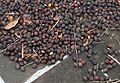 Coffea-arabica-berries.JPG